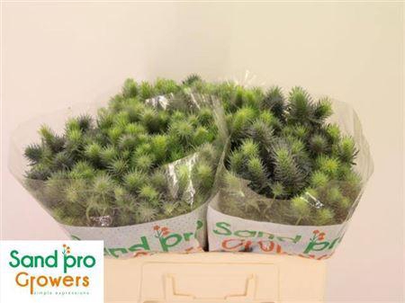 <h4>Eryn Pacific Blue Sky</h4>