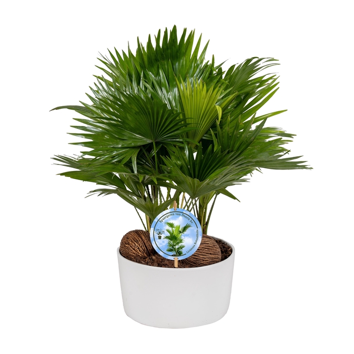 <h4>Livistona in Andorra 3 pp white Lucht Zuiverend</h4>