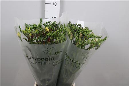 <h4>Freesia EN   ...mix</h4>