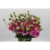 Dahlia Annamarie