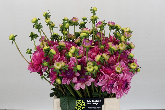 Dahlia Annamarie
