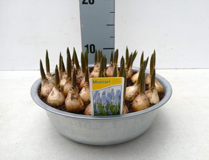 <h4>MUSCAR LINDSAY</h4>