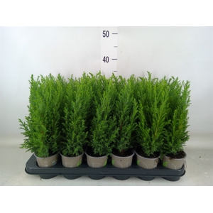 Chamaecyparis laws. 'Ellwoodii'