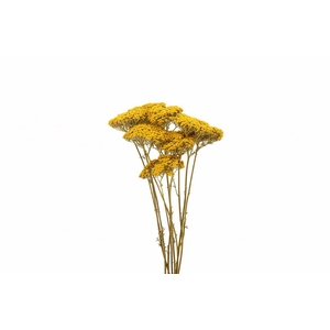 Dried Achillea 100gr Bunch Slv