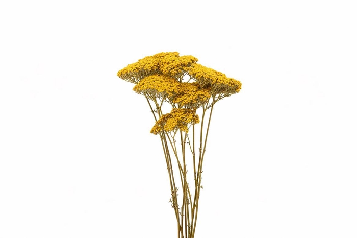 <h4>Dried Achillea 100gr Bunch Slv</h4>