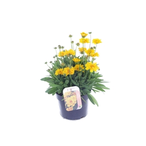 Coreopsis Grandiflora 'Illico'