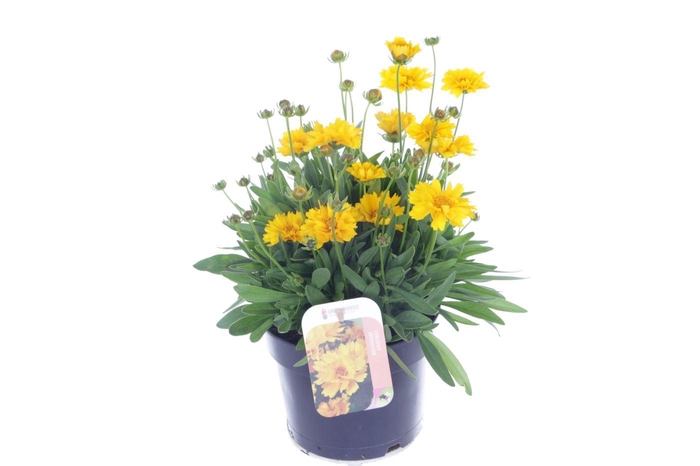<h4>Coreopsis Grandiflora 'Illico'</h4>