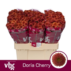 Chrys sa doria cherry