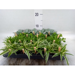 Planten  ..mix