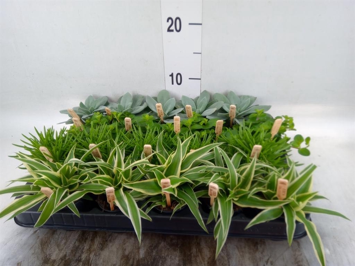 <h4>Planten  ..mix</h4>