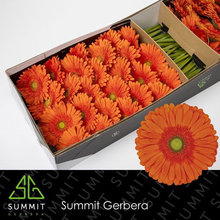 <h4>Gerbera Atlanta Doos</h4>