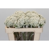 Ozothamnus Booming White