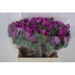 Anem Mistral Super Orchid