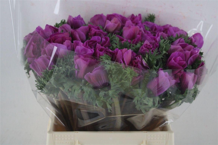 <h4>Anem Mistral Super Orchid</h4>