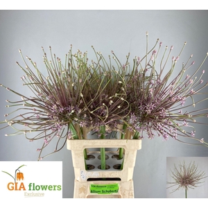 Allium Schubertii