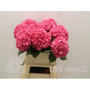 Hydrangea rodeo red
