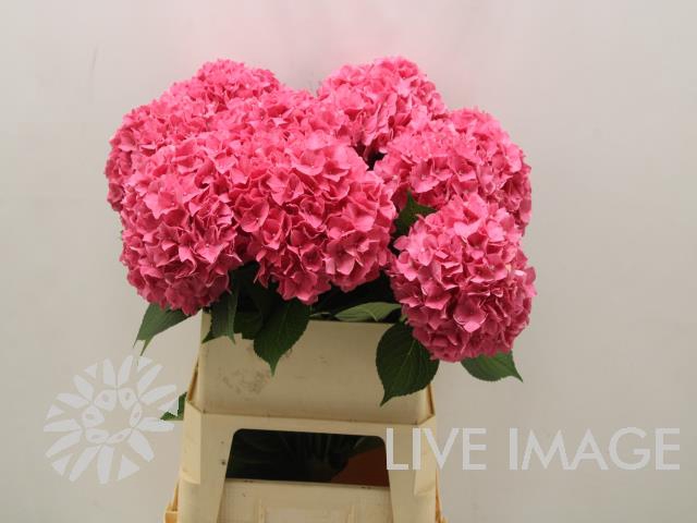 <h4>Hydrangea rodeo red</h4>