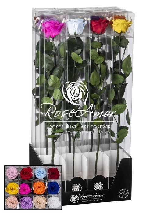 Display 60cm Stem Assorted