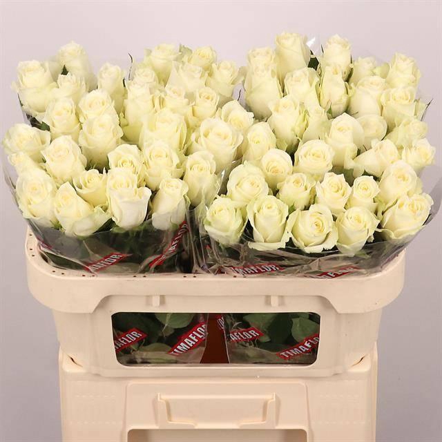 <h4>R GR ALBATROS</h4>