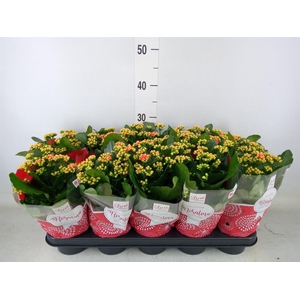 Kalanchoe blos. 'RosDon Feliz'