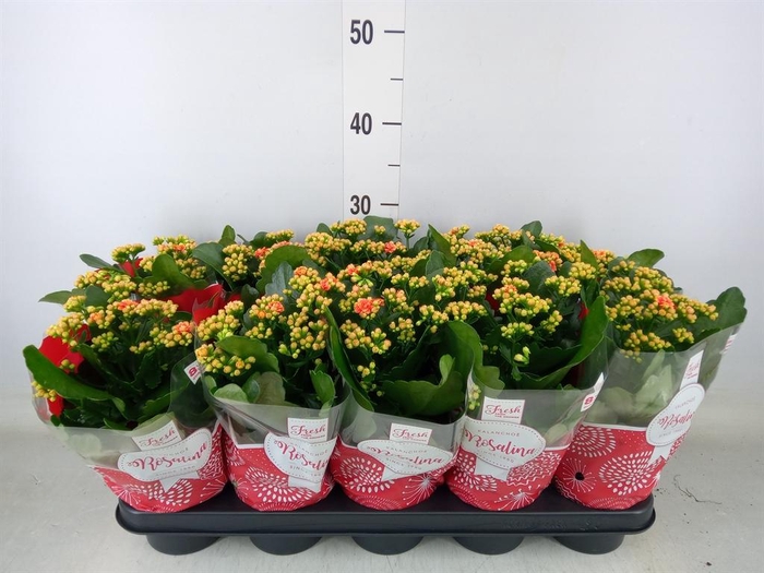 <h4>Kalanchoe blos. 'RosDon Feliz'</h4>