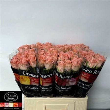 <h4>R Gr Kiss 2u</h4>