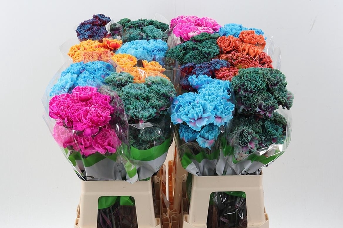 <h4>Di St Tinted Mixed</h4>