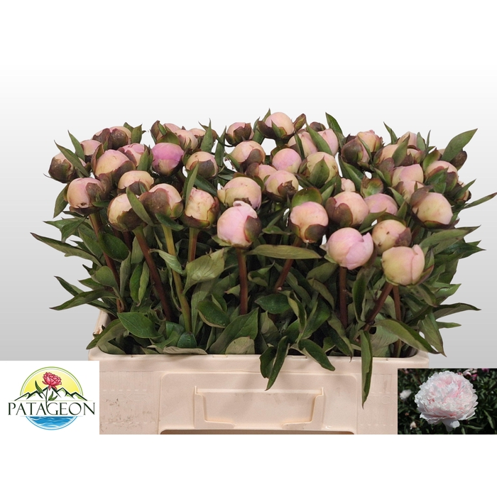 <h4>PAEO L MADAME CALOT</h4>