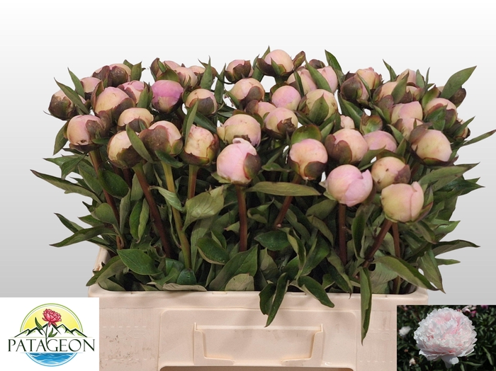 <h4>PAEO L MADAME CALOT</h4>