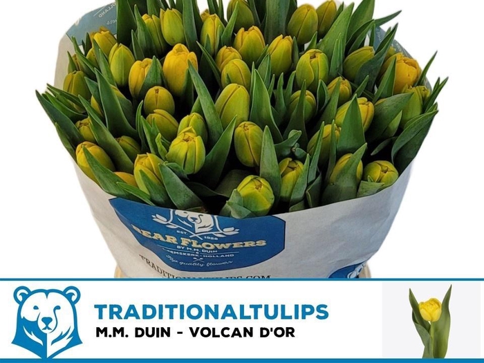 <h4>TU DU VOLCAN D OR</h4>