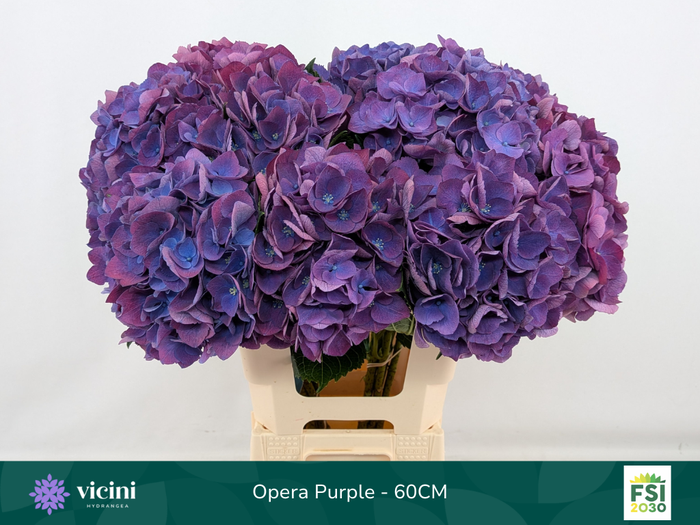 <h4>Hydr Opera Purple 60 cm Vicini</h4>