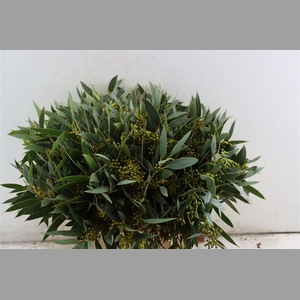 Euca Amber Nut Berry 40cm