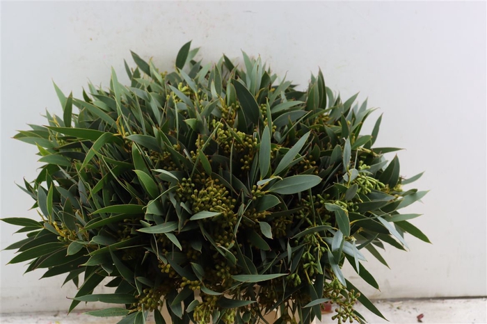 <h4>Euca Amber Nut Berry 40cm</h4>