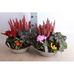 ARR TUINPLANTEN