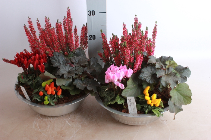 <h4>ARR TUINPLANTEN</h4>