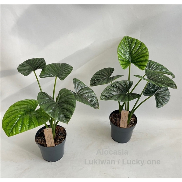 <h4>Alocasia Lukiwan / Lucky One 14cm</h4>