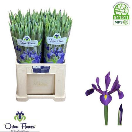 <h4>Iris Hong Kong</h4>