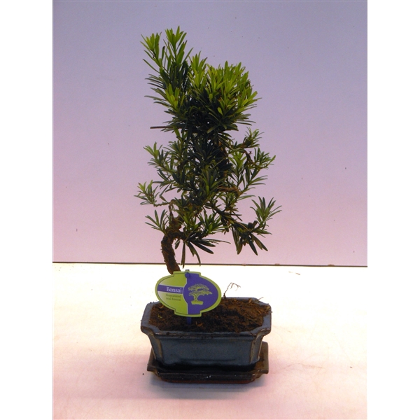 <h4>Podocarpus macrophyllus, 15cm., shape, with drip tray</h4>