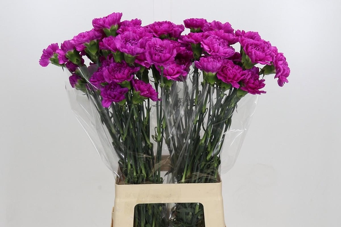 Dianthus St Tiepolo Fucsia