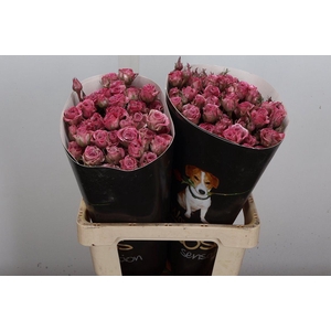 Wax-Rozen Wax Tros Classic Pink