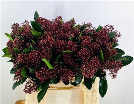 <h4>Skim J Rubella Bs</h4>