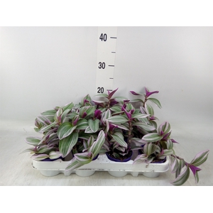 Tradescantia albif. 'Nanouk'