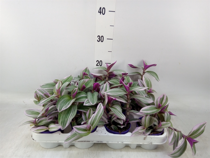 <h4>Tradescantia albif. 'Nanouk'</h4>