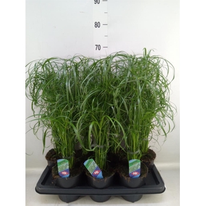 Cyperus alternifolius