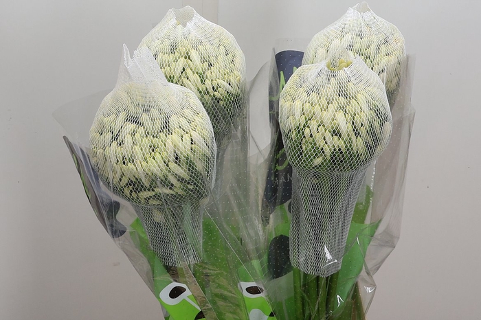 <h4>Agap Gletsjer 70cm</h4>