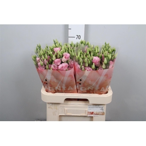 Eus G Lisanne L Pink