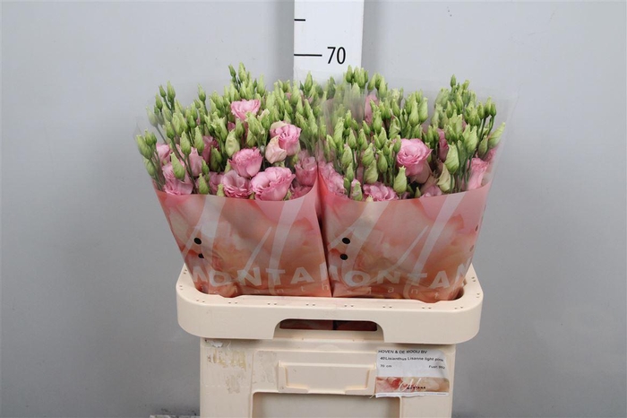 <h4>Eus G Lisanne L Pink</h4>