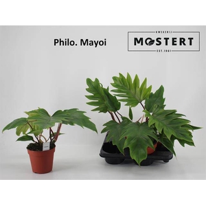 Philodendron Mayoi 15Ø 45cm