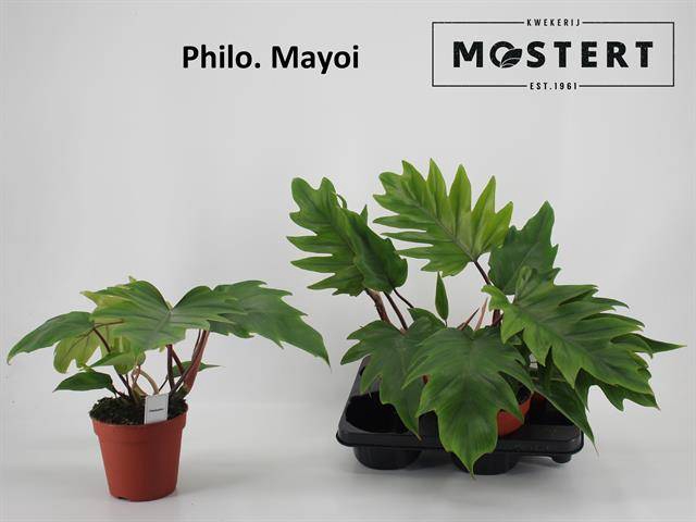 Philodendron Mayoi 15Ø 45cm