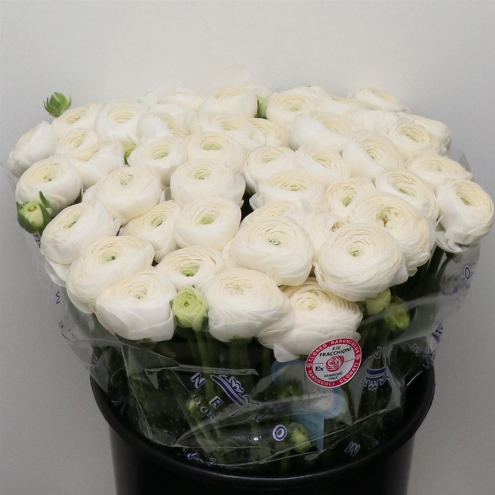 <h4>Ran Su Sr Polar White Super</h4>